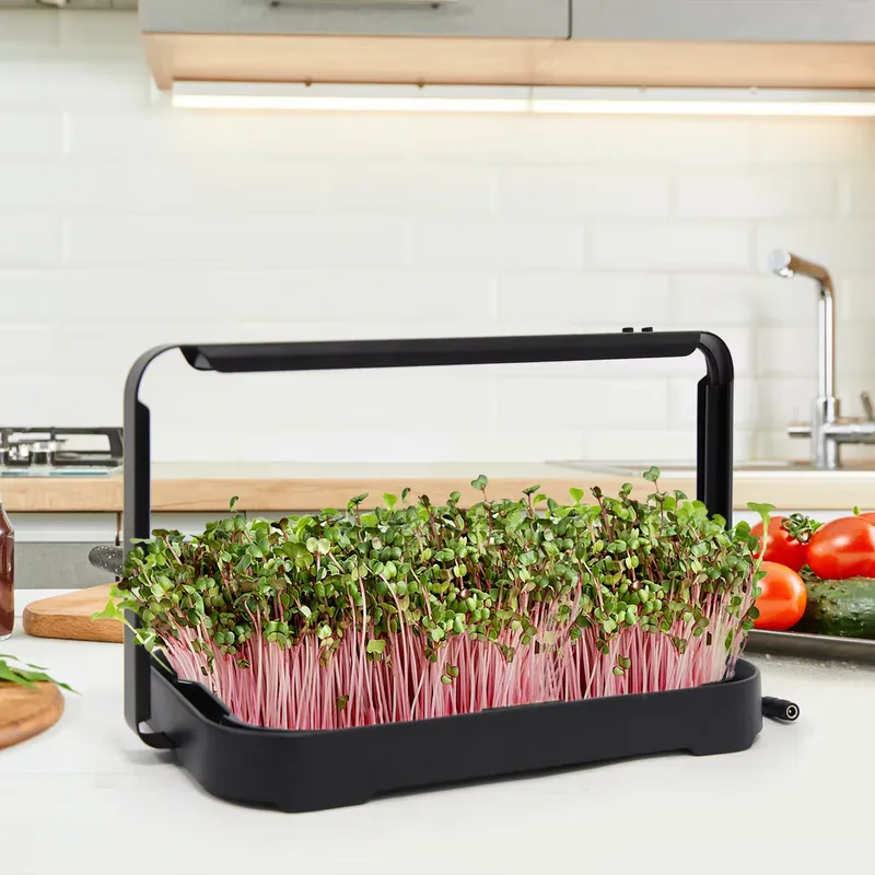 Hydroponic Kit - Hydroponische Bak Indoor Microgreen Microgreen Zaden
