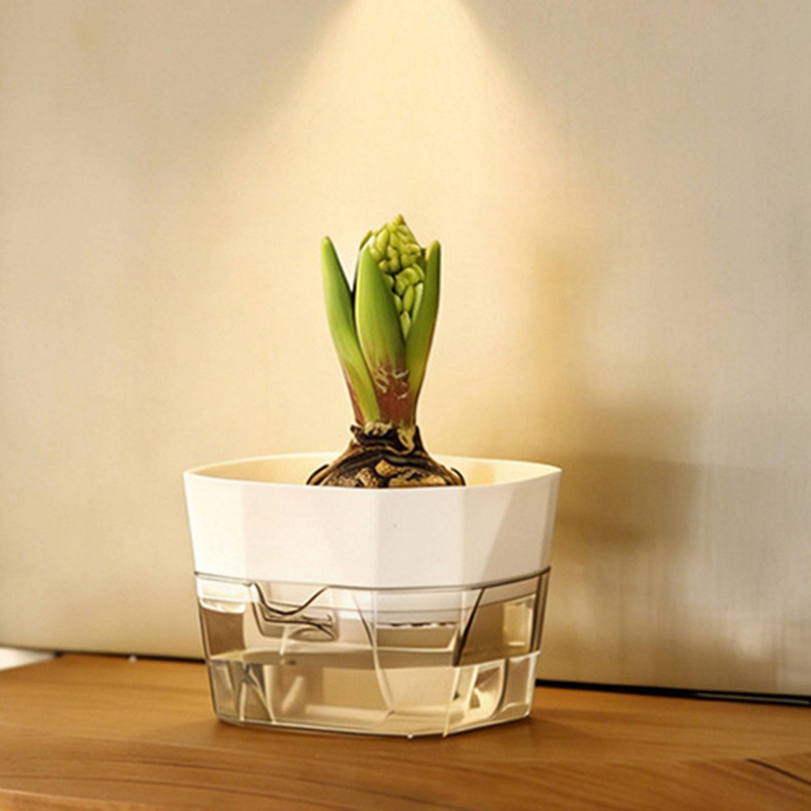 Hydroponische bolvormige vaas  - Plant Pot recensie en prijs