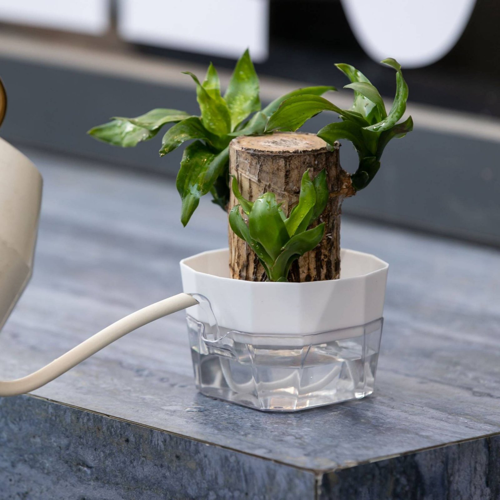 Hydroponische bolvormige vaas  - Plant Pot recensie en prijs