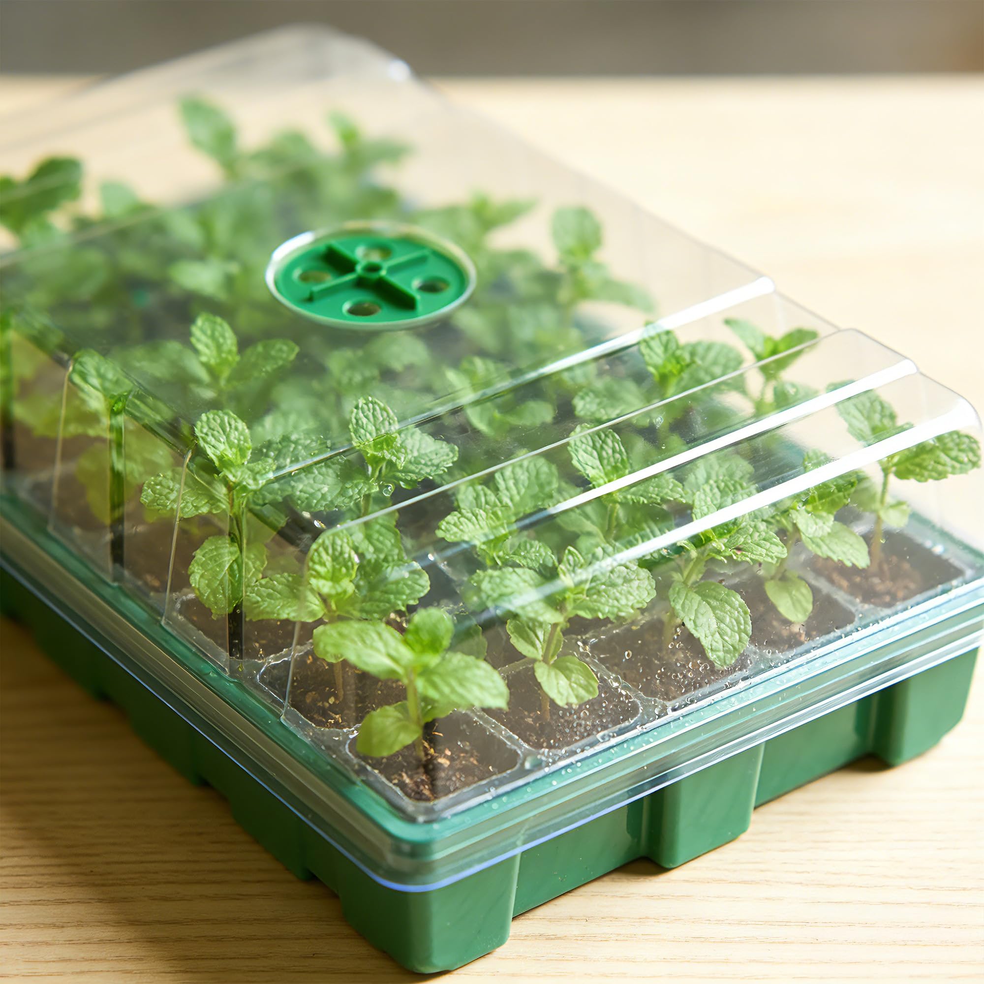 Met transparante dekselkas en  - Seed Starter Tray recensie en prijs