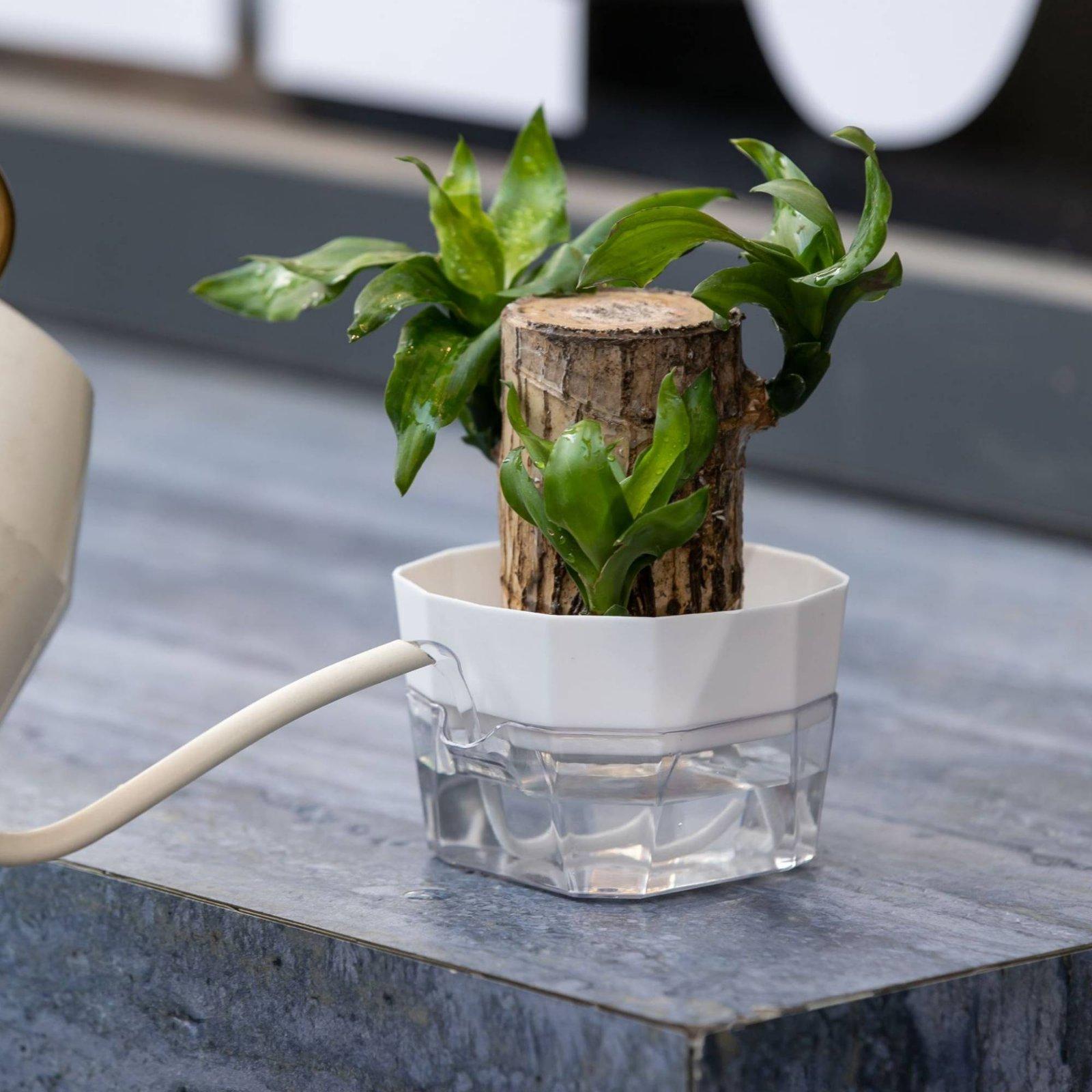 Hydroponische vaas met twee la - Plant Pot recensie en prijs