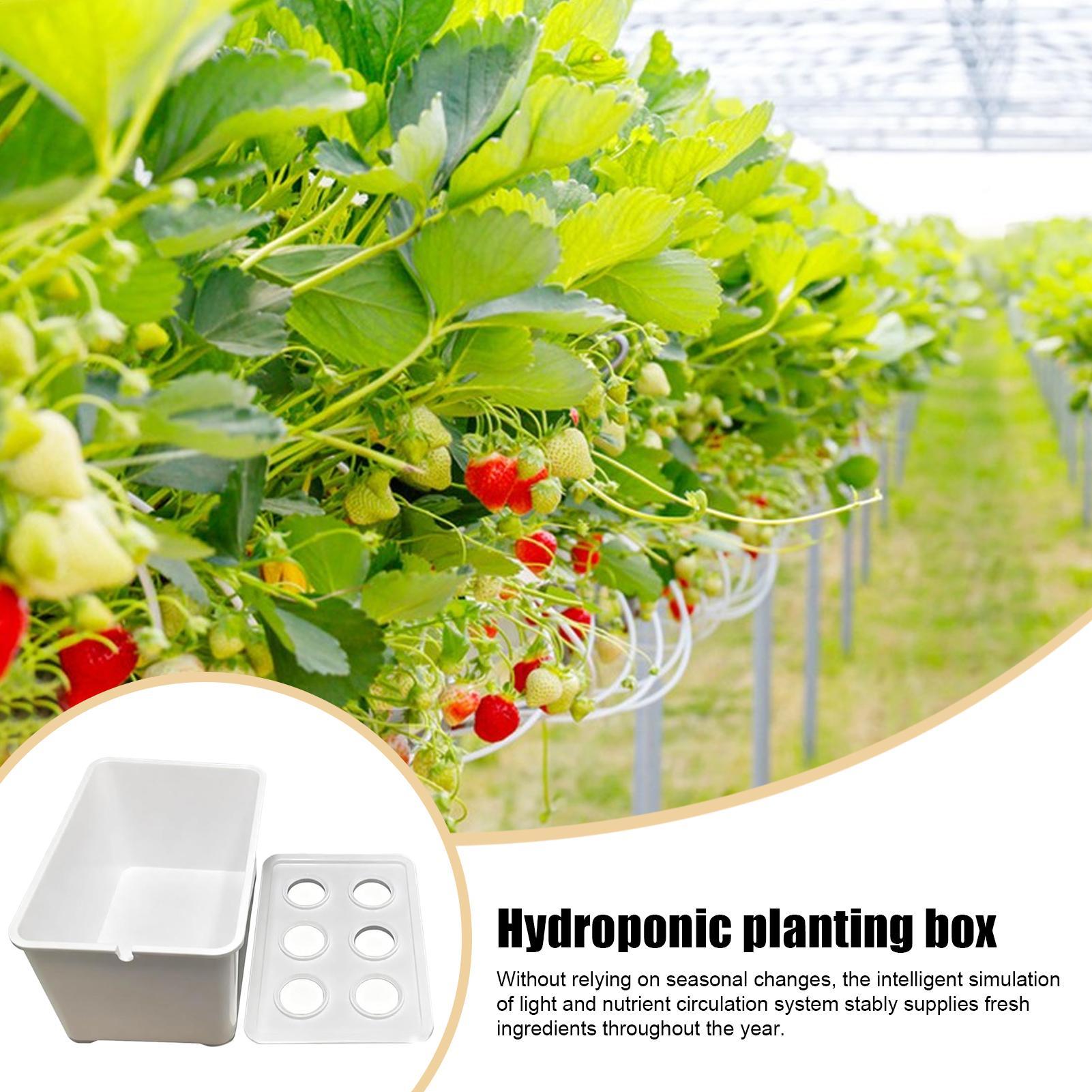 Hydrocultuur plantkit Beginner - Hydroponic Kit recensie en prijs