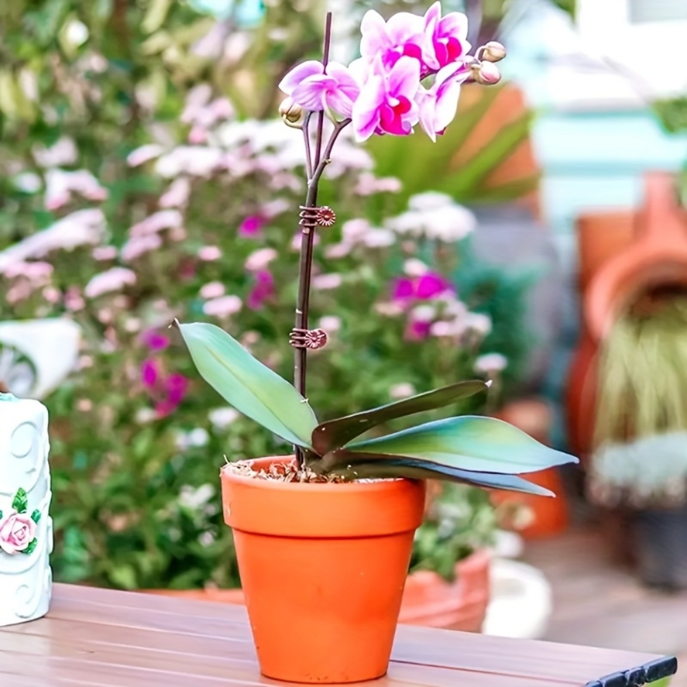 100 stuks orchidee- en klimpla - Indoor Herb Garden recensie en prijs