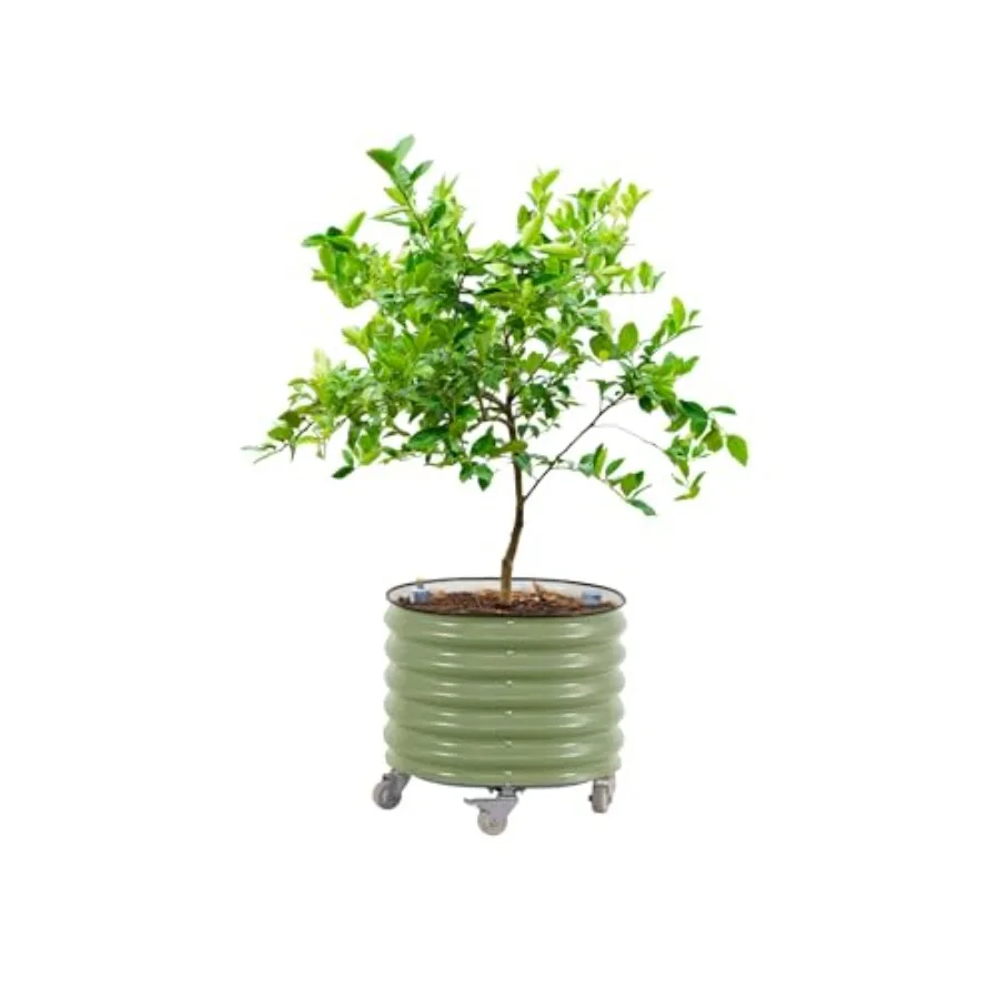 Rollende citrusboomplantenbak  - Self Watering Planter recensie en prijs