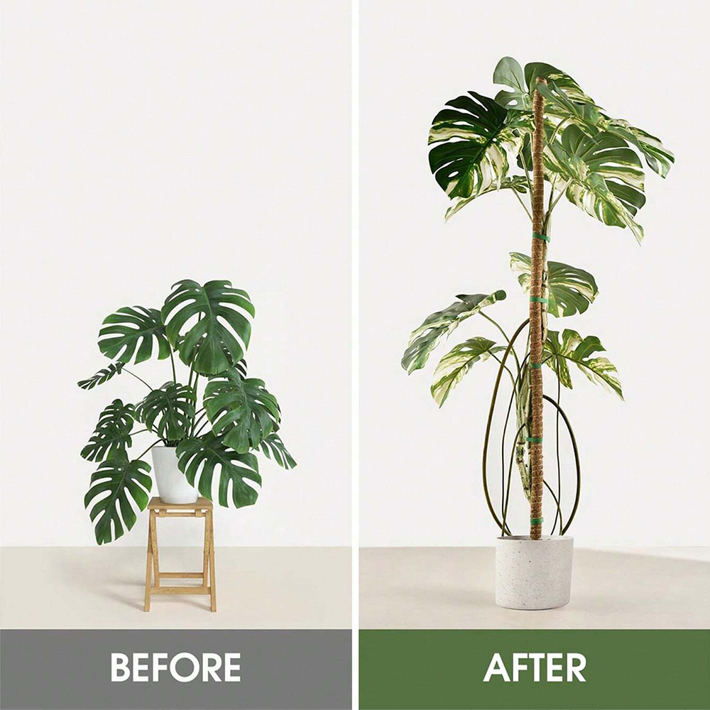 Mosstok voor planten Monstera  - Indoor Herb Garden recensie en prijs