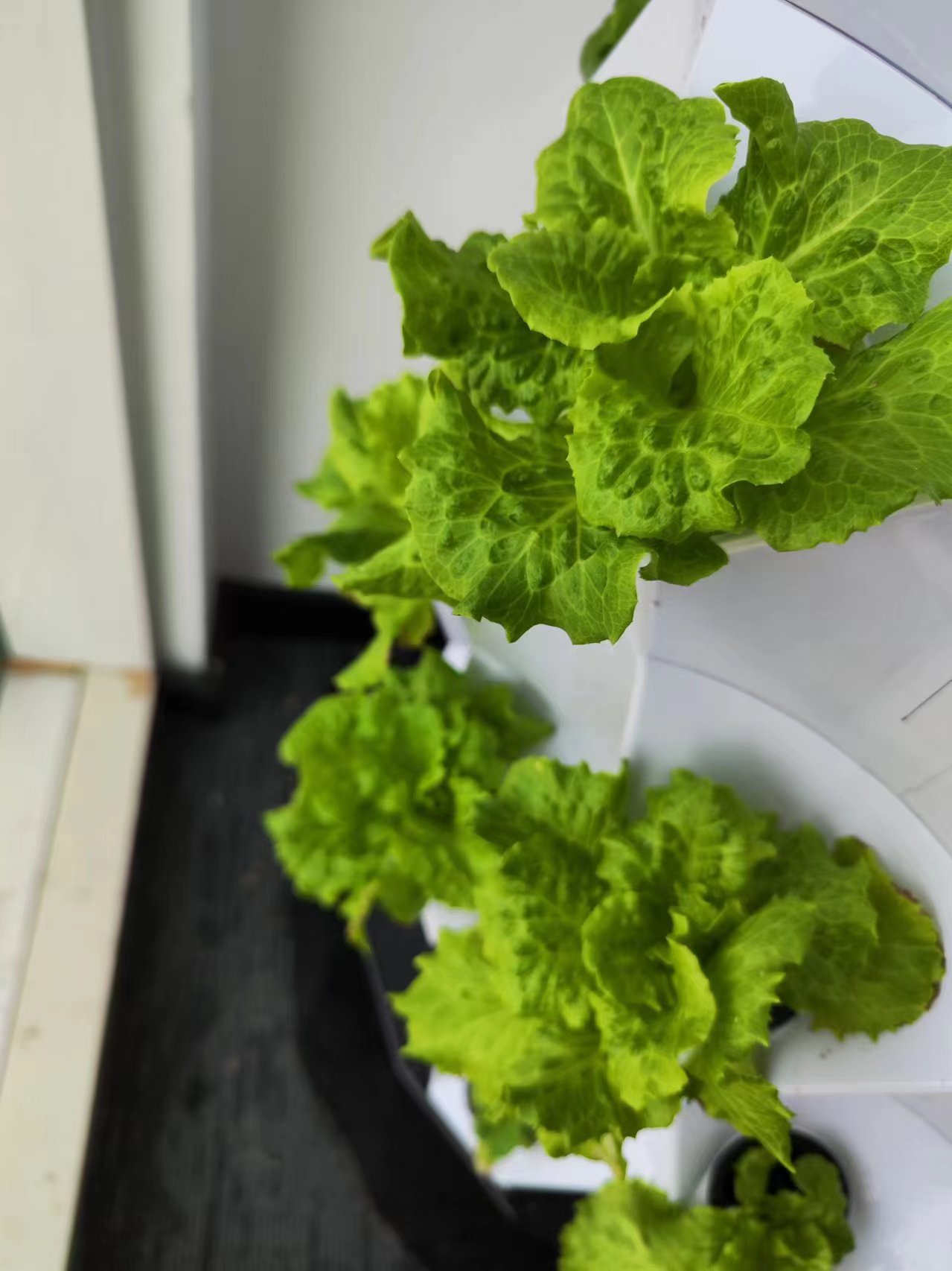 Automatische druppelirrigaties - Hydroponic Kit recensie en prijs